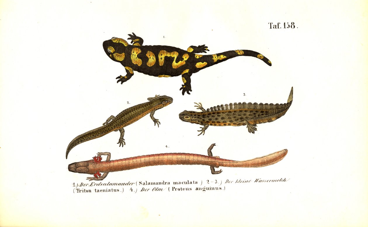 Çeşitli Gelişim Formlarındaki Semenderler ve Semenderler by J. W. Tenhaeff