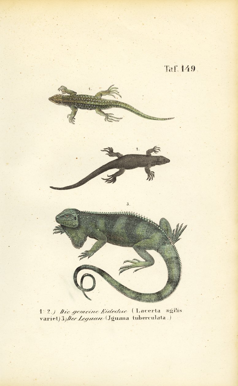 Kum Kertenkeleleri ve Yeşil İguana by J. W. Tenhaeff