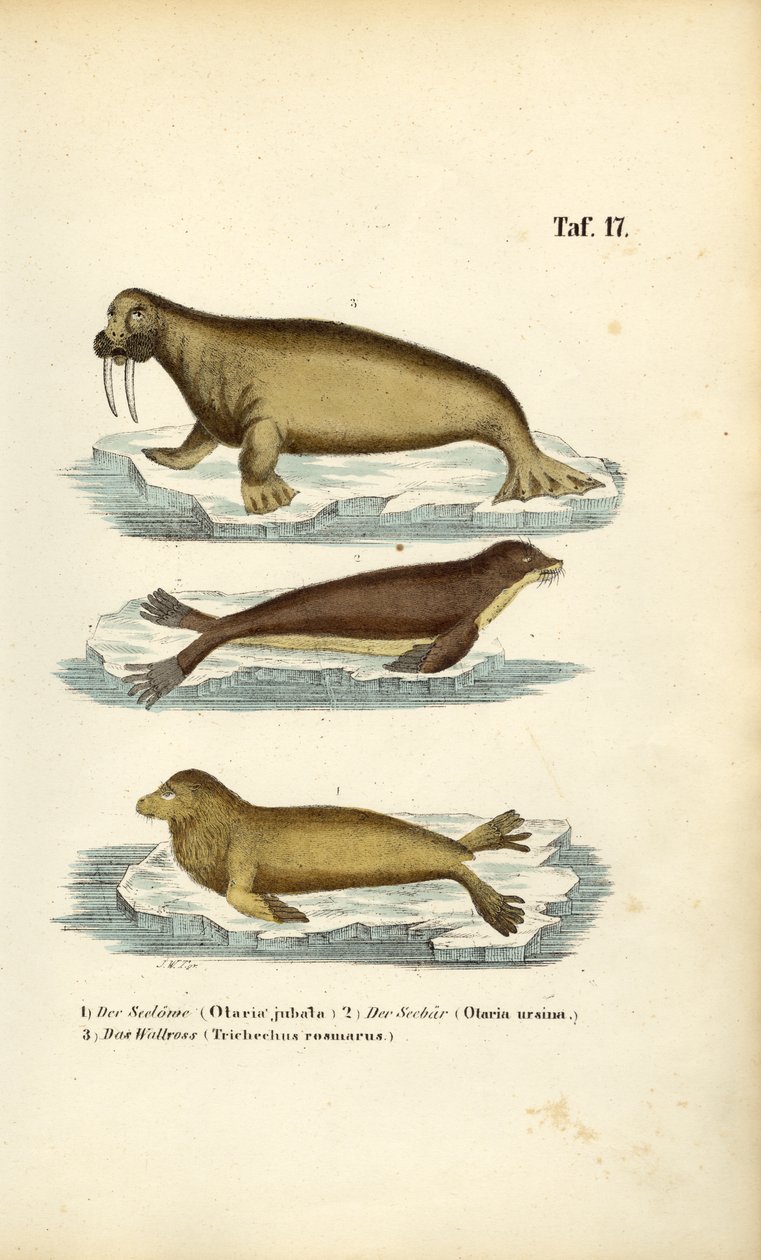 Deniz Aslanı, Kürklü Fok ve Mors by J. W. Tenhaeff