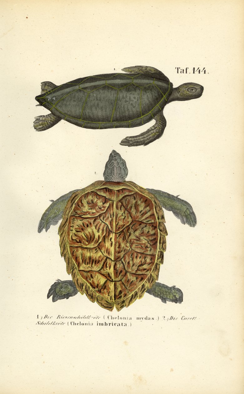 Deniz Kaplumbağaları: Yeşil Deniz Kaplumbağası ve Hawksbill Deniz Kaplumbağası by J. W. Tenhaeff