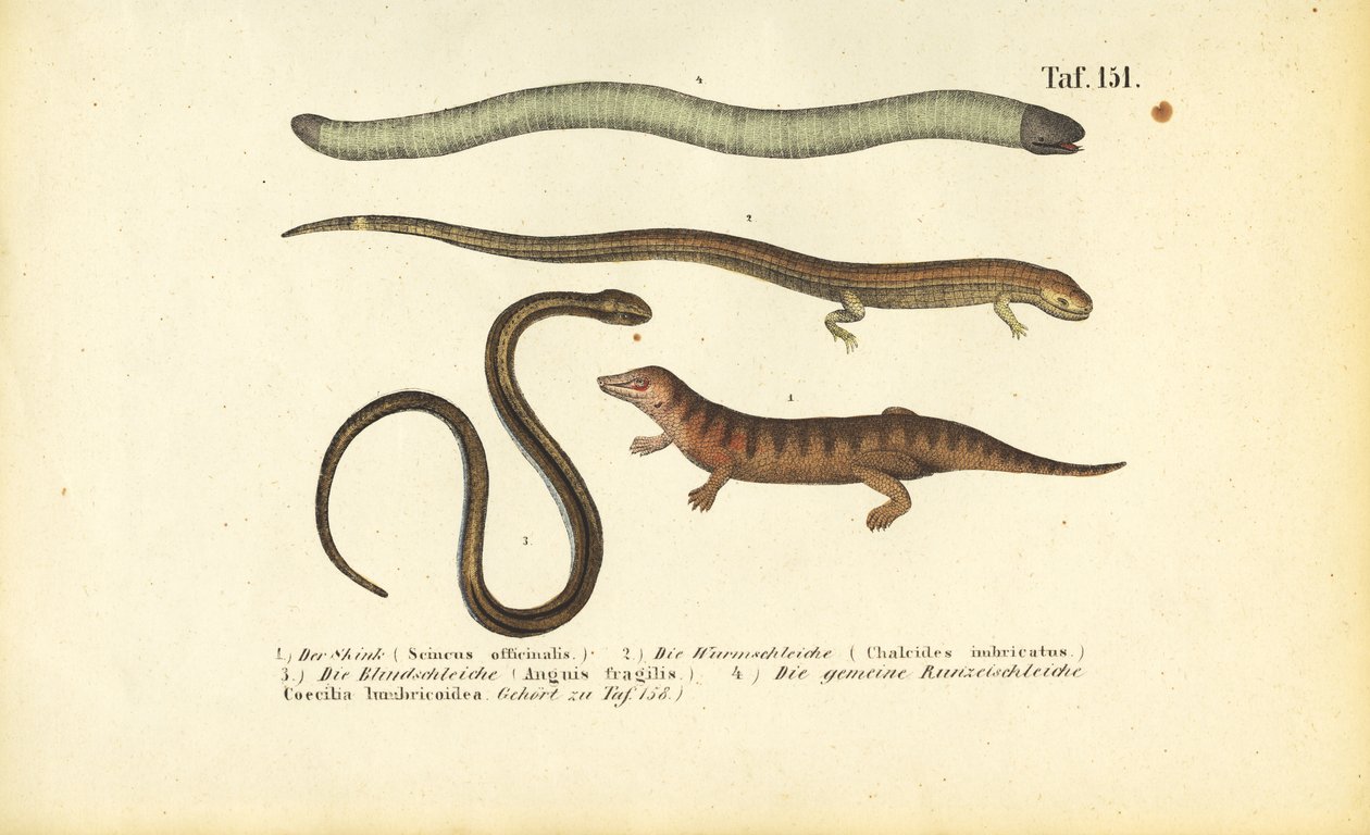 Skink, Silindirik Skink, Yavaş Solucan ve Caecilian by J. W. Tenhaeff