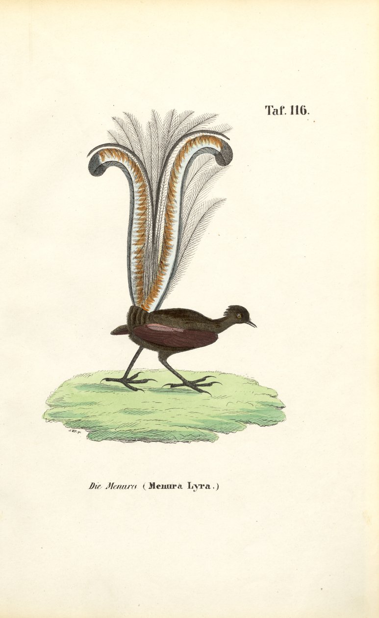 Süper Lir Kuşu by J. W. Tenhaeff