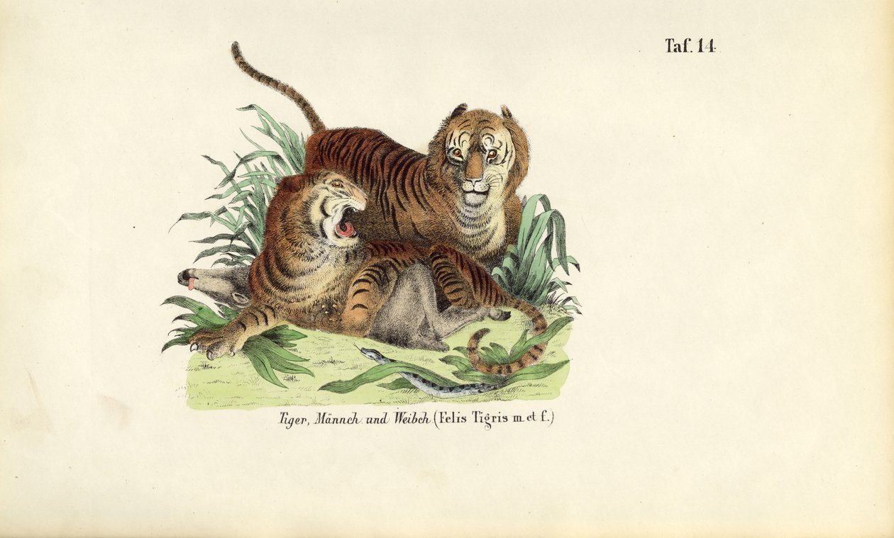 Kaplanlar, Erkek ve Dişi by J. W. Tenhaeff