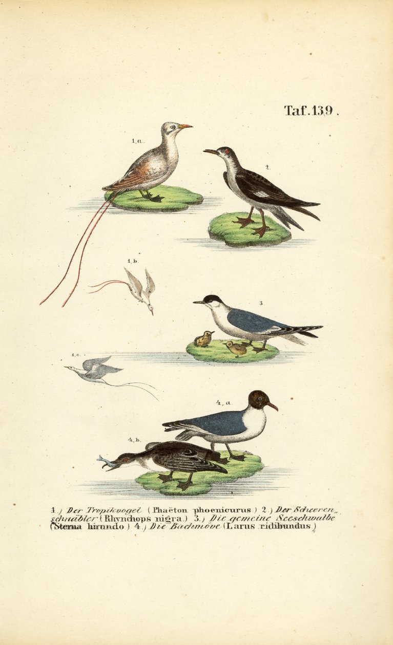 Tropikal Deniz Kuşları: Tropik Kuş, Skimmer, Sumru ve Kara Başlı Martı by J. W. Tenhaeff