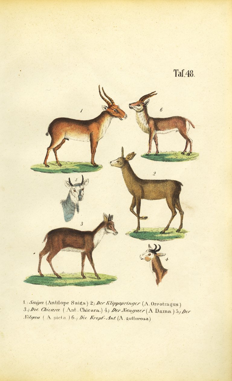 Çeşitli Antilop Türleri by J. W. Tenhaeff