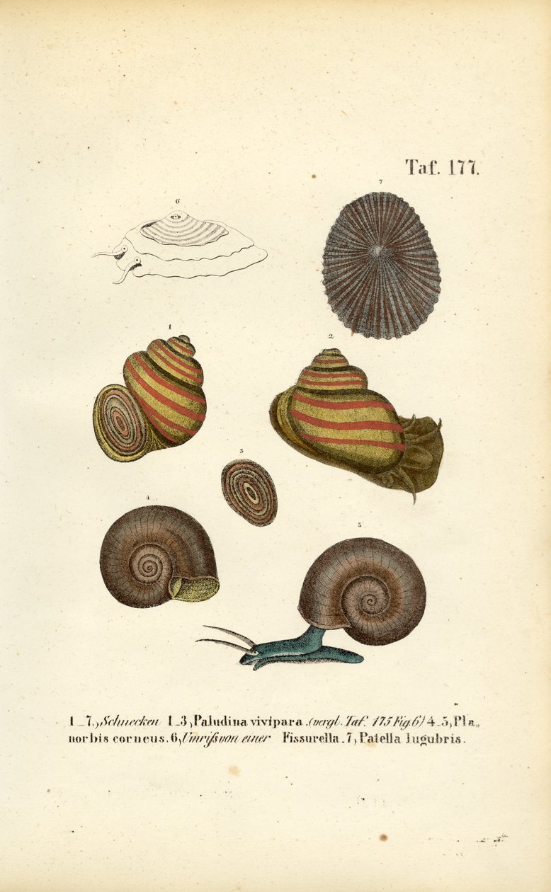 Çeşitli Tatlı Su ve Limpet Salyangozları by J. W. Tenhaeff