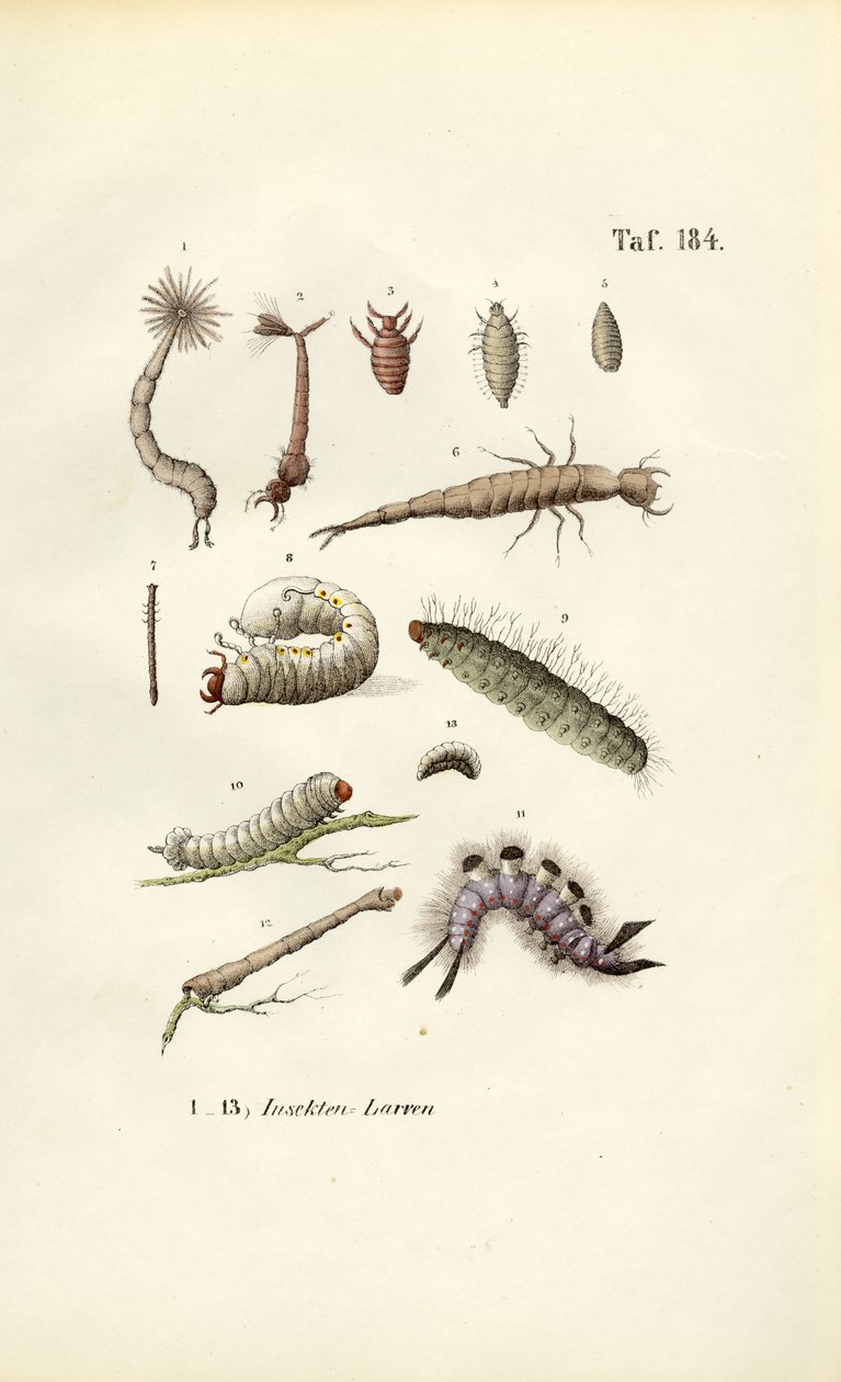 Çeşitli Böcek Larvaları ve Morfolojileri by J. W. Tenhaeff
