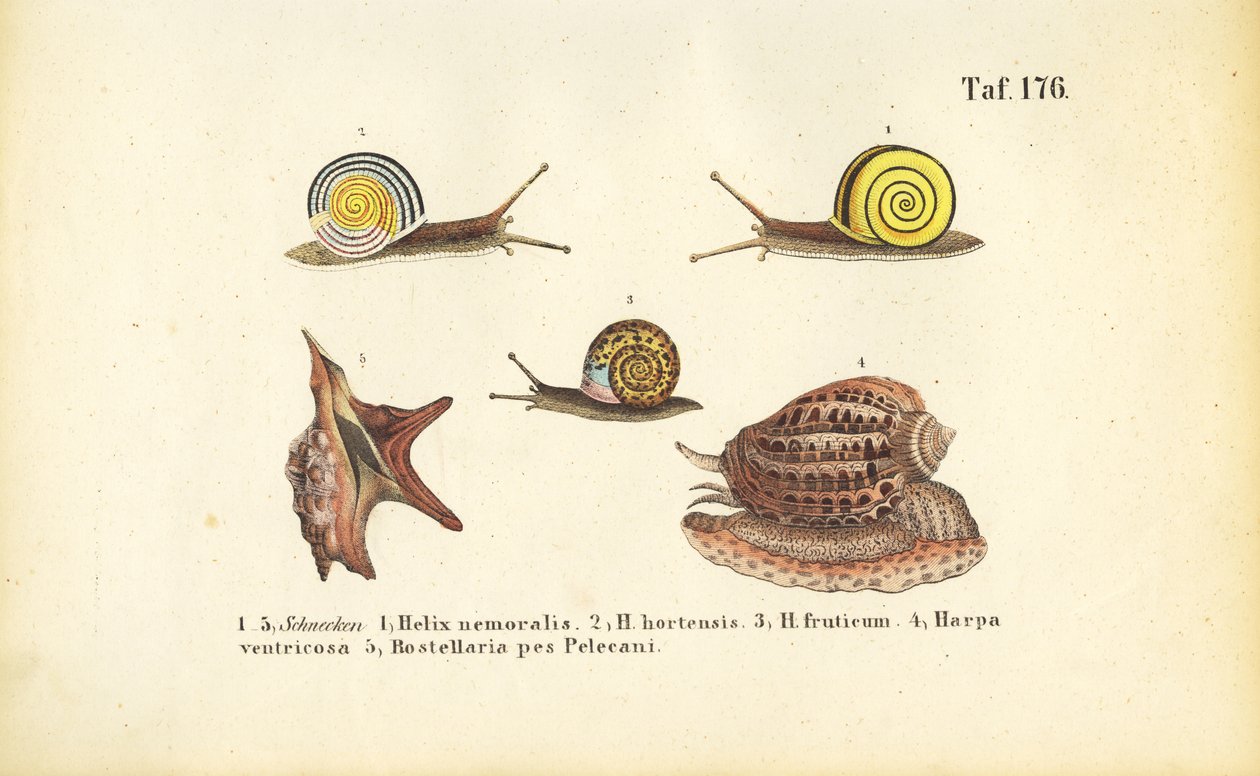 Çeşitli Kara ve Deniz Salyangozları by J. W. Tenhaeff
