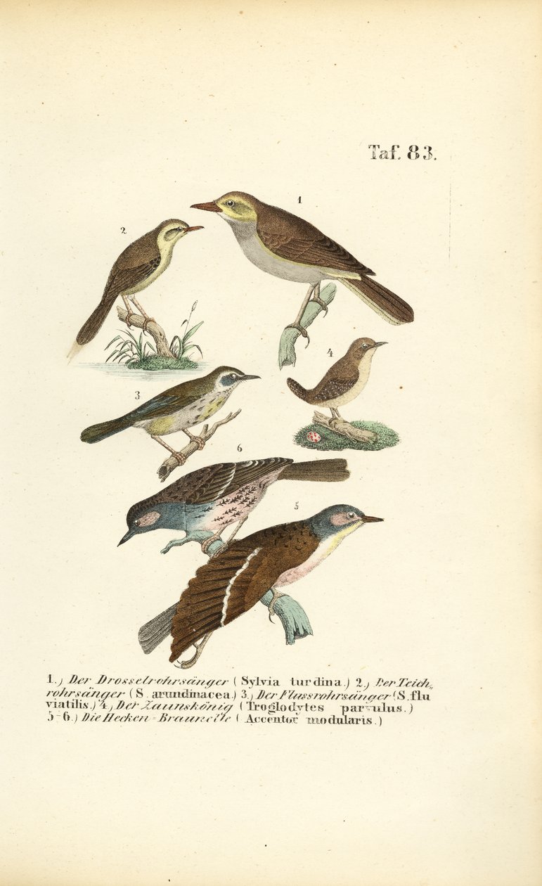 Çeşitli Kamış Ötleğenleri ve Dunnocklar by J. W. Tenhaeff