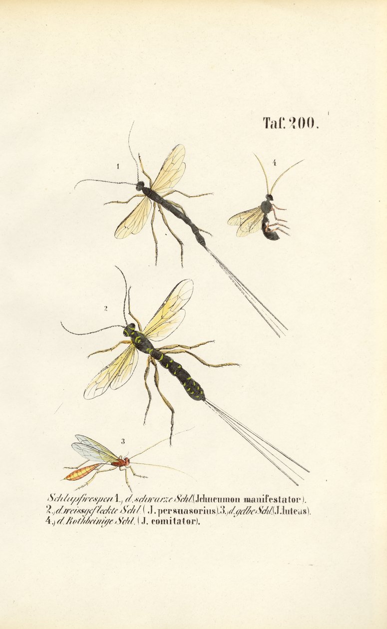 Çeşitli ichneumon yaban arısı türleri by J. W. Tenhaeff