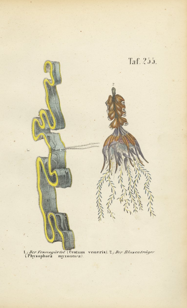  by J. W. Tenhaeff