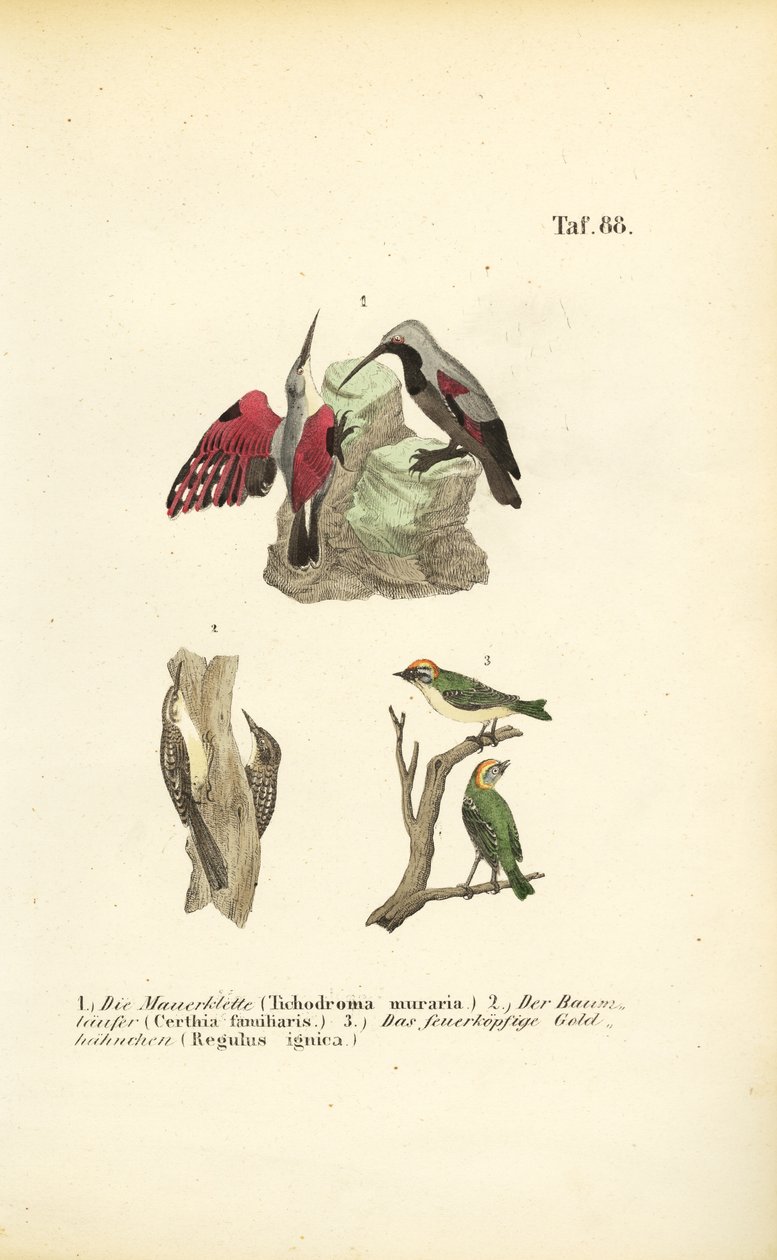 Duvar Sürüngeni, Ağaç Sürüngeni ve Ateş Kuşu by J. W. Tenhaeff