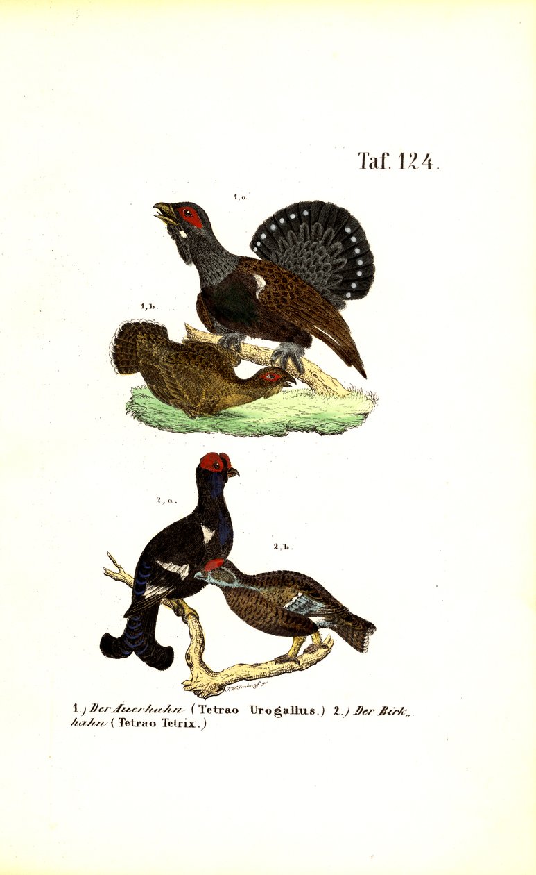 Batı Capercaillie ve Kara Orman Tavuğu by J. W. Tenhaeff