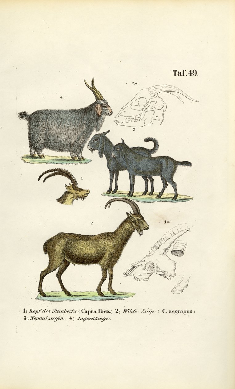 Anatomik Detaylarıyla Yaban Keçileri ve Keçi Türleri by J. W. Tenhaeff