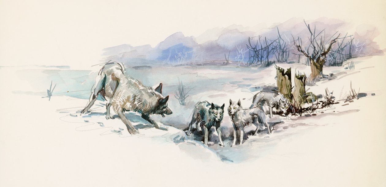 Jack London'ın (1876-1916) macera romanı Call of Wild'dan kurt sürüsü, çizim by Jack London