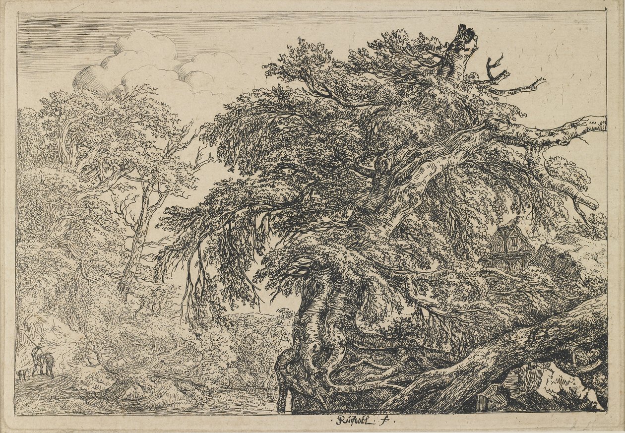 İki Adam ve Bir Köpekli Büyük Kayın, c. 1650-1655 by Jacob van Ruisdael
