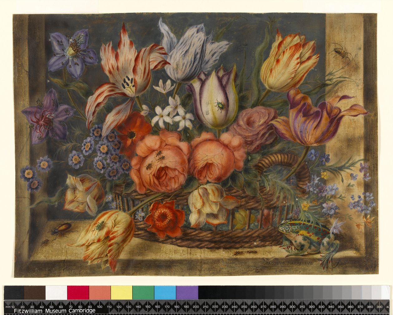 PD.796-1973 Kurbağa ve Böcek Sepetinde Çiçekler, 1634 (parşömen üzerine wc ve guaj) by Jacob Marrel