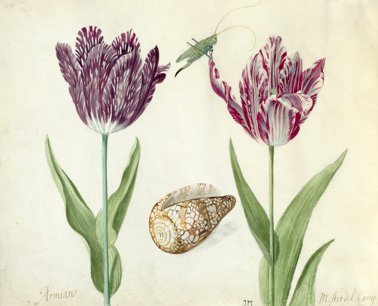 Two Tulips, a shell and a grasshopper, 1637-45 (brush on parchment) by Jacob Marrel
