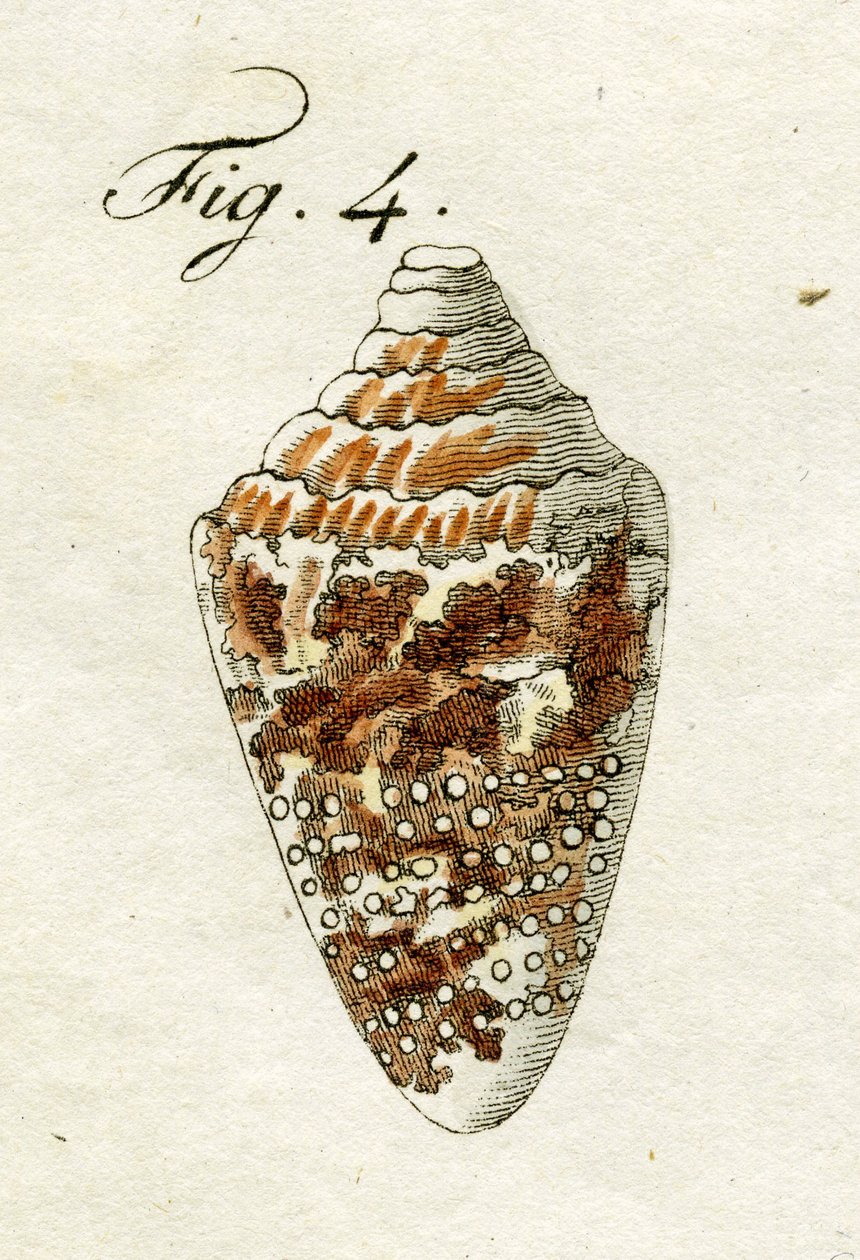 Conus Ammiralis çizimi, 1790 (el renkli gravür) by Jacob Xavier Schmuzer