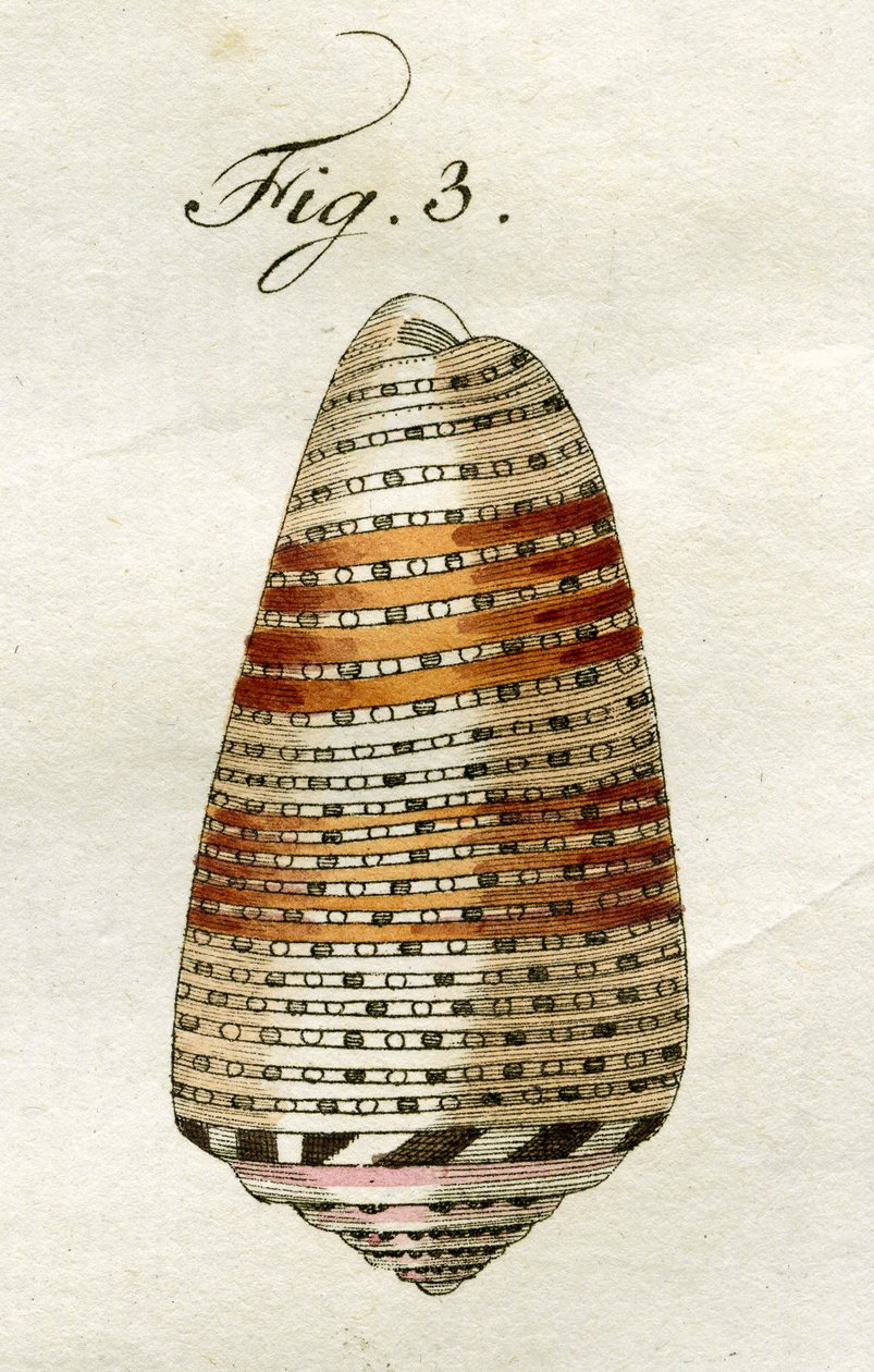 Conus Ammiralis çizimi (alt tür Arausiacus), 1790 (el renkli gravür) by Jacob Xavier Schmuzer