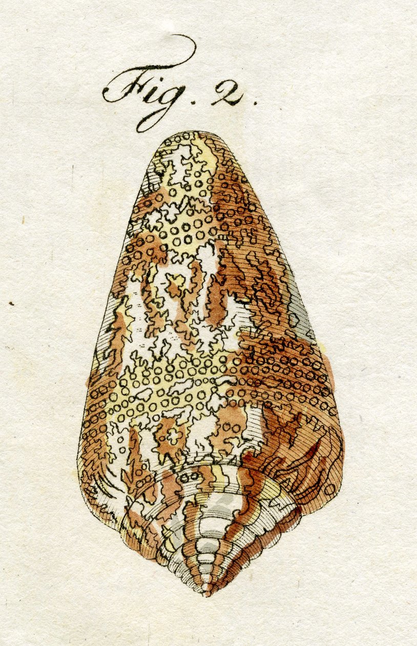 Conus Ammiralis (Cedonulli alt türü), 1790 (el renkli gravür) çizimi by Jacob Xavier Schmuzer