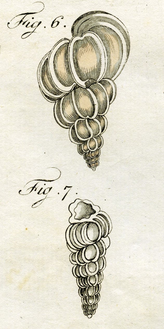 ಟರ್ಬೊ ಸ್ಕೇಲಾರಿಸ್‌ನ ವಿವರಣೆ, 1790 (ಕೈ ಬಣ್ಣದ ಕೆತ್ತನೆ) ಟರ್ಕ್ by Jacob Xavier Schmuzer