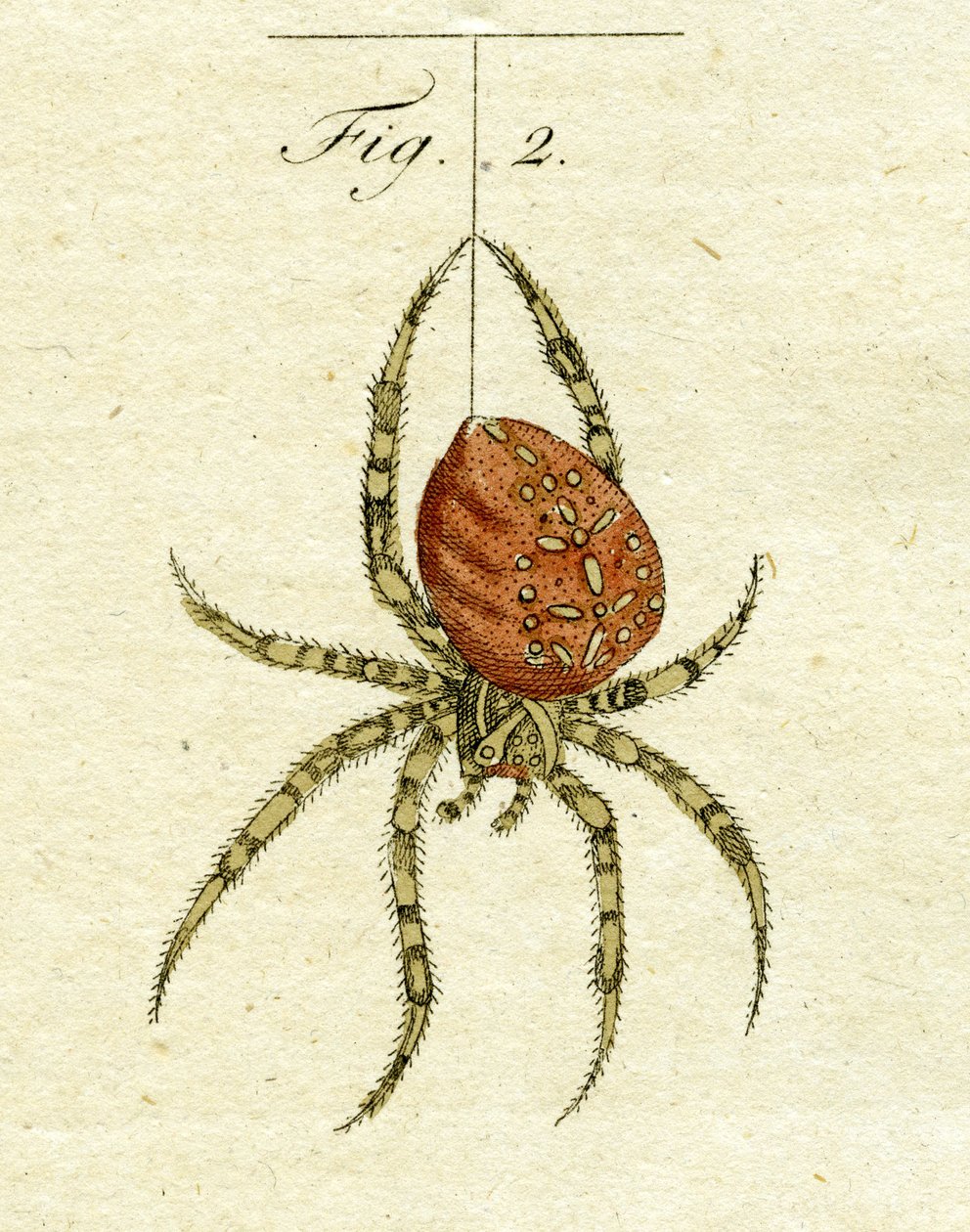 Örümcek çizimi, 1790 (el renkli gravür) by Jacob Xavier Schmuzer