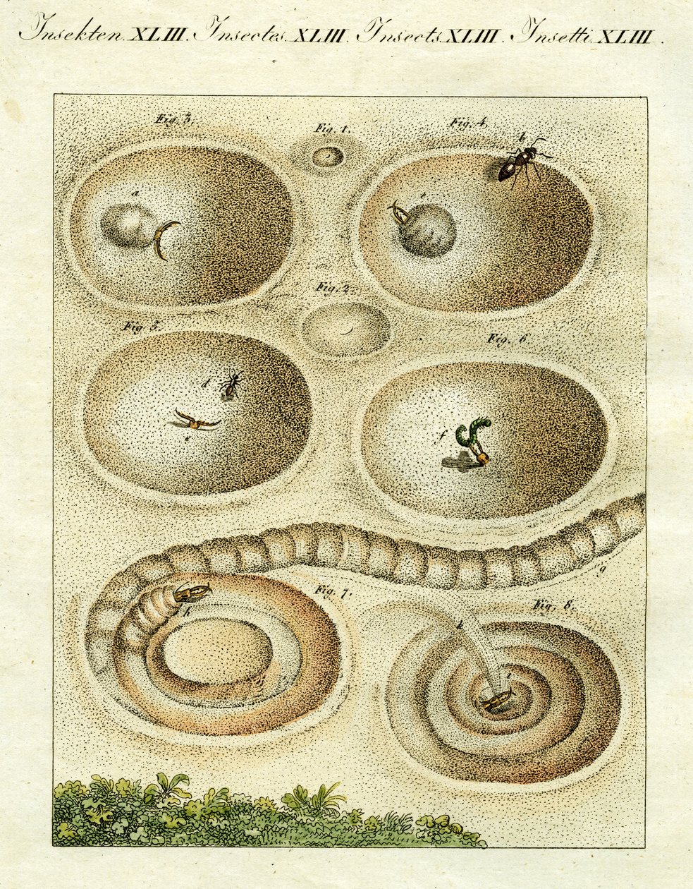 Avını yakalayan bir Karınca Aslanı resmi, 1790 (el renkli gravür) by Jacob Xavier Schmuzer