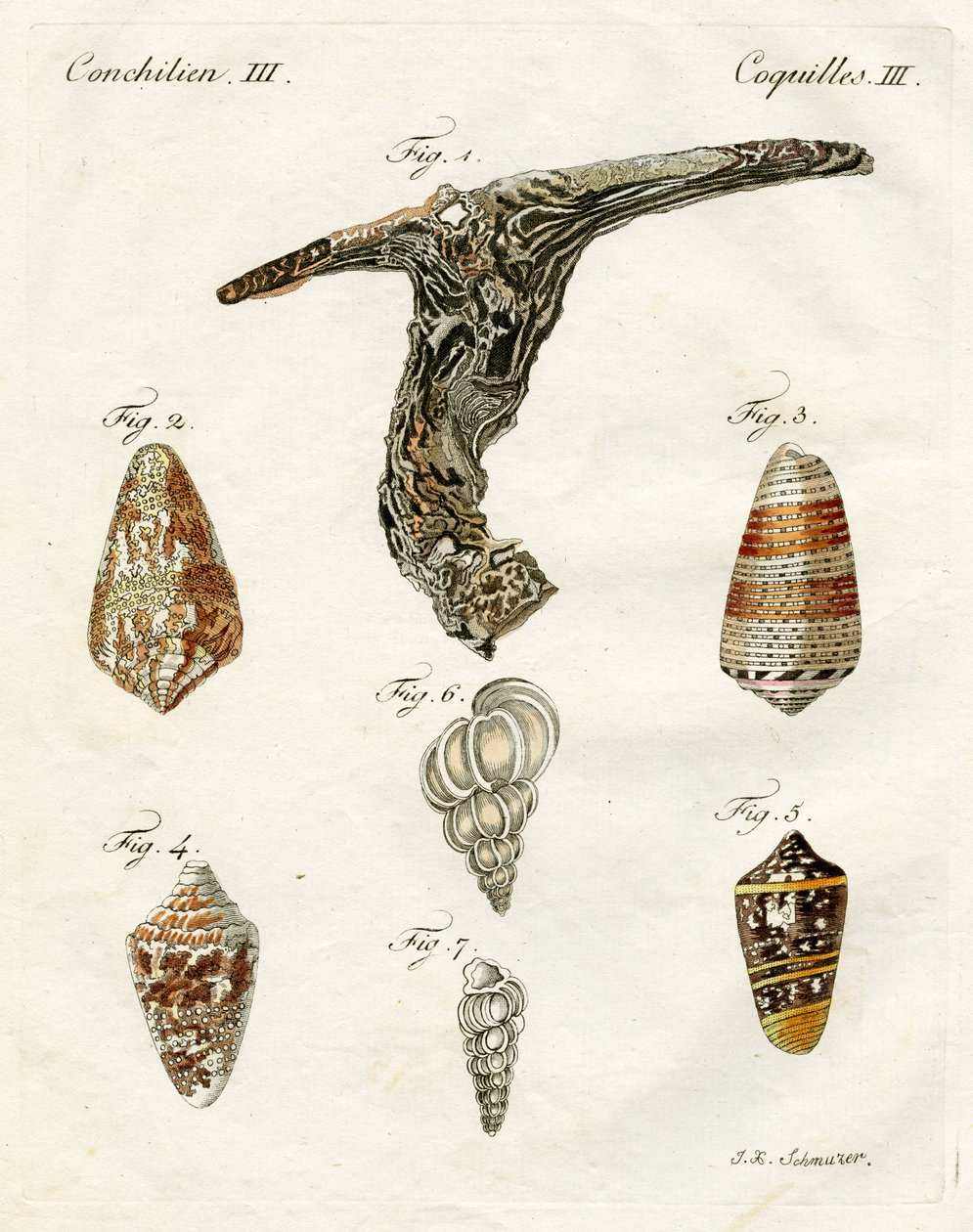 Deniz kabuklarını gösteren resim, 1790 (el renkli gravür) by Jacob Xavier Schmuzer