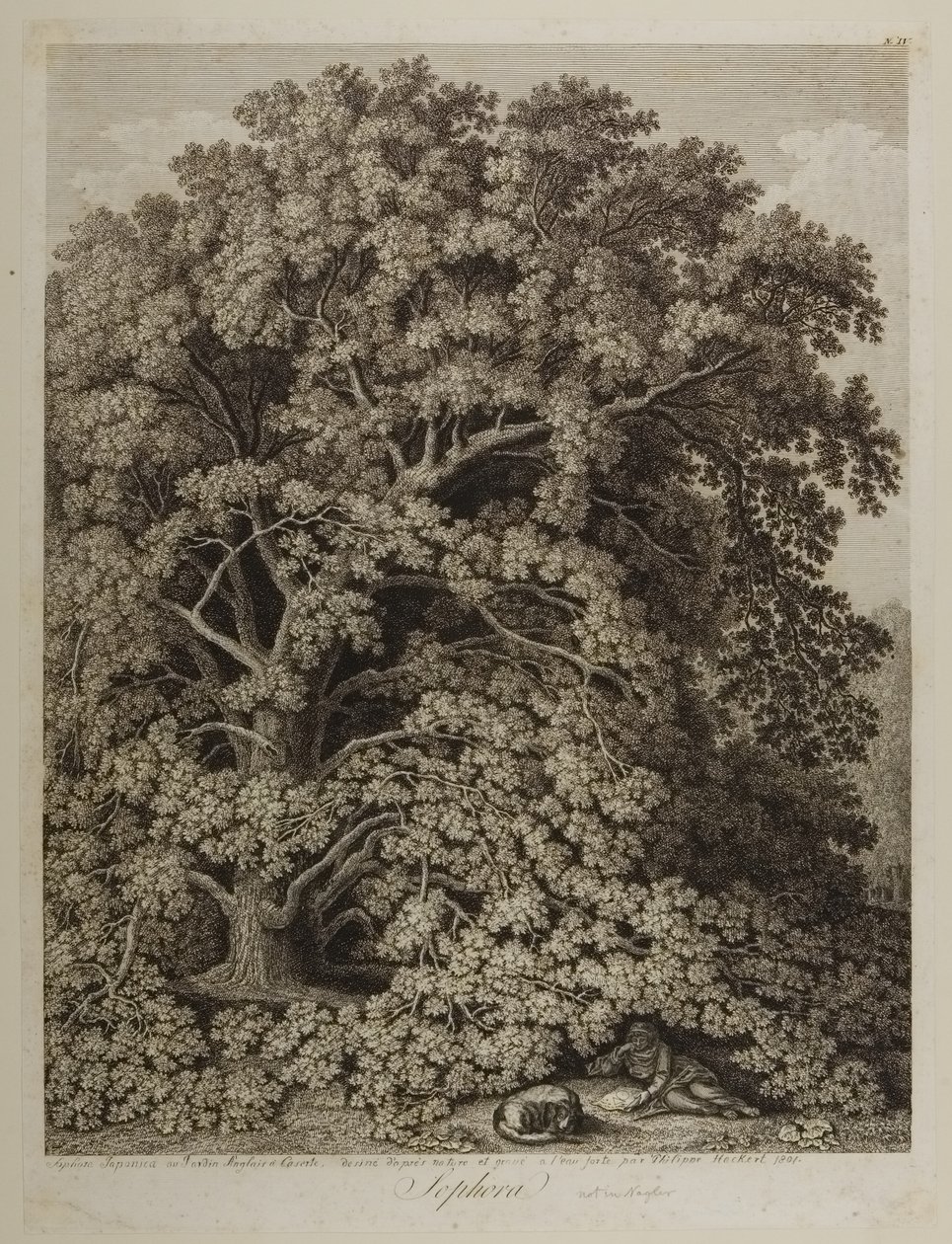 sofora by Jacob Philippe Hackert