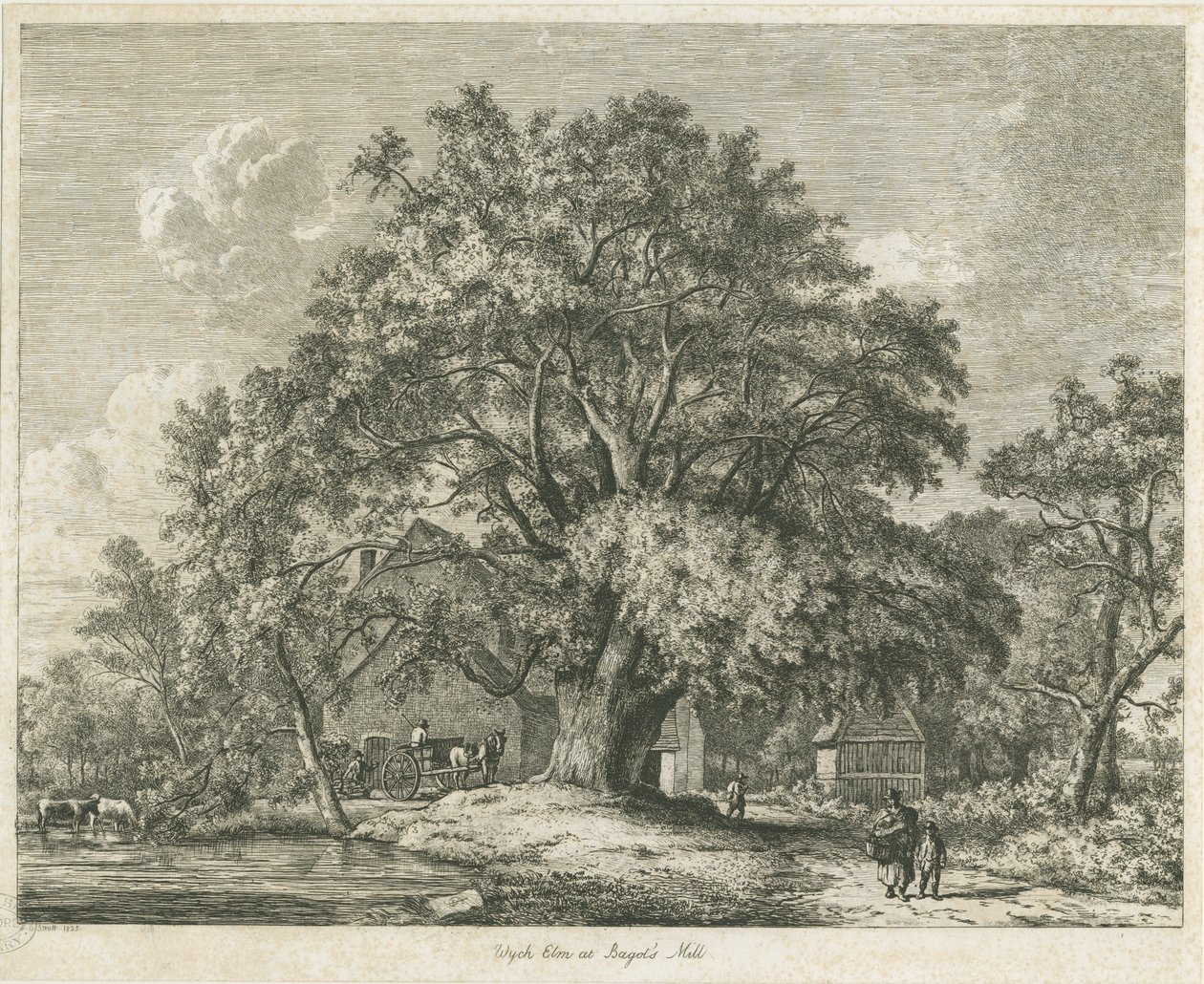 Blithfield - Wych Elm : gravür, 1825 by Jacob George Strutt