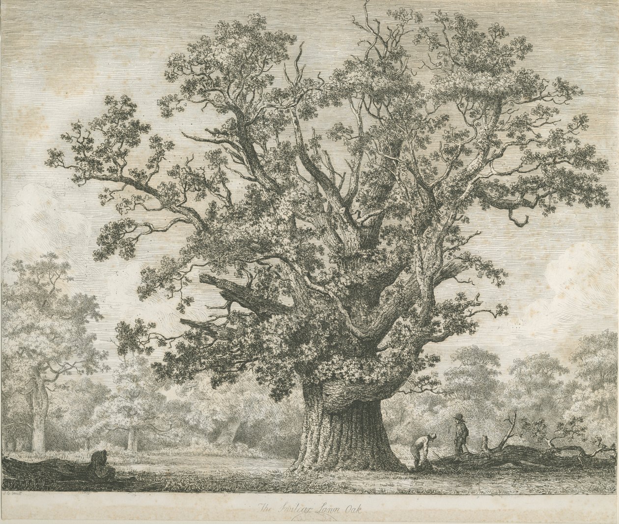 Needwood - Swilcar Meşe: gravür, nd [c 1820-1850] by Jacob George Strutt