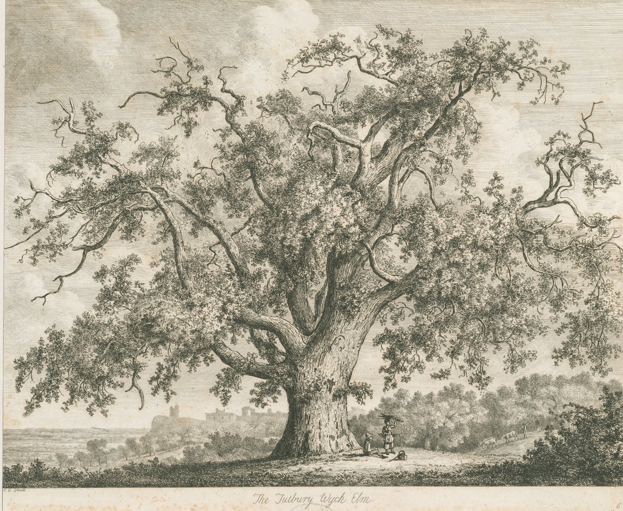 Tutbury - "Wych Elm": gravür, nd [c 1820] by Jacob George Strutt