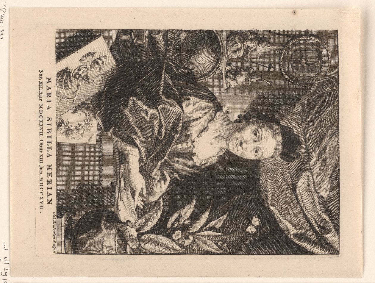 Portret van Maria Sibylla Merian Maria Sibylla Merian (nesne üzerindeki başlık) by Jacob Houbraken