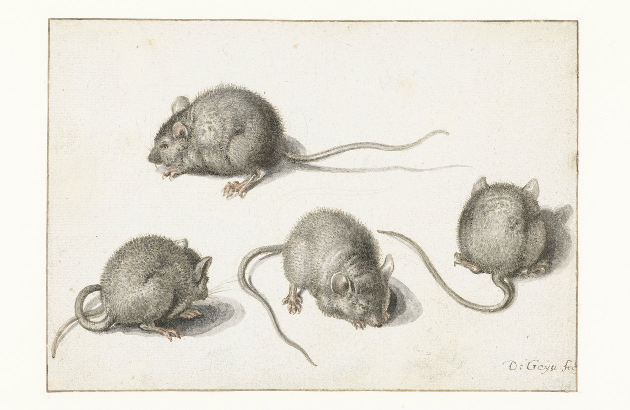 Hastalıklı bir farenin dört çalışması by Jacob II de Gheyn