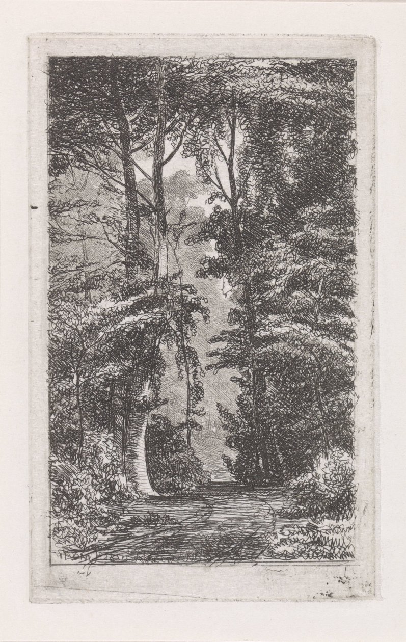 boslaanca by Jacob Jan van der Maaten