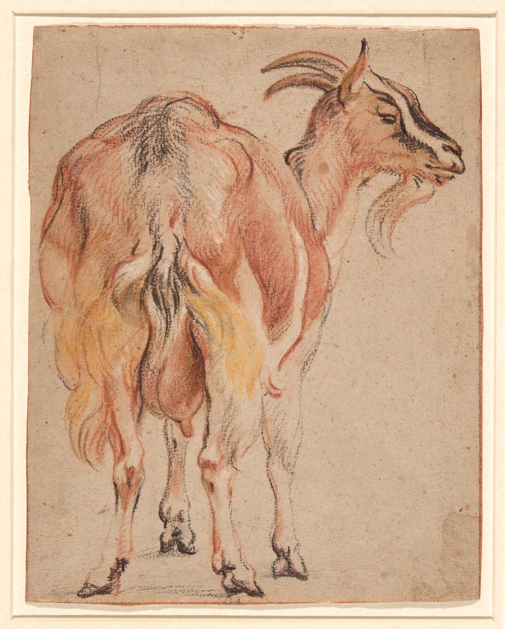 Keçi by Jacob Jordaens