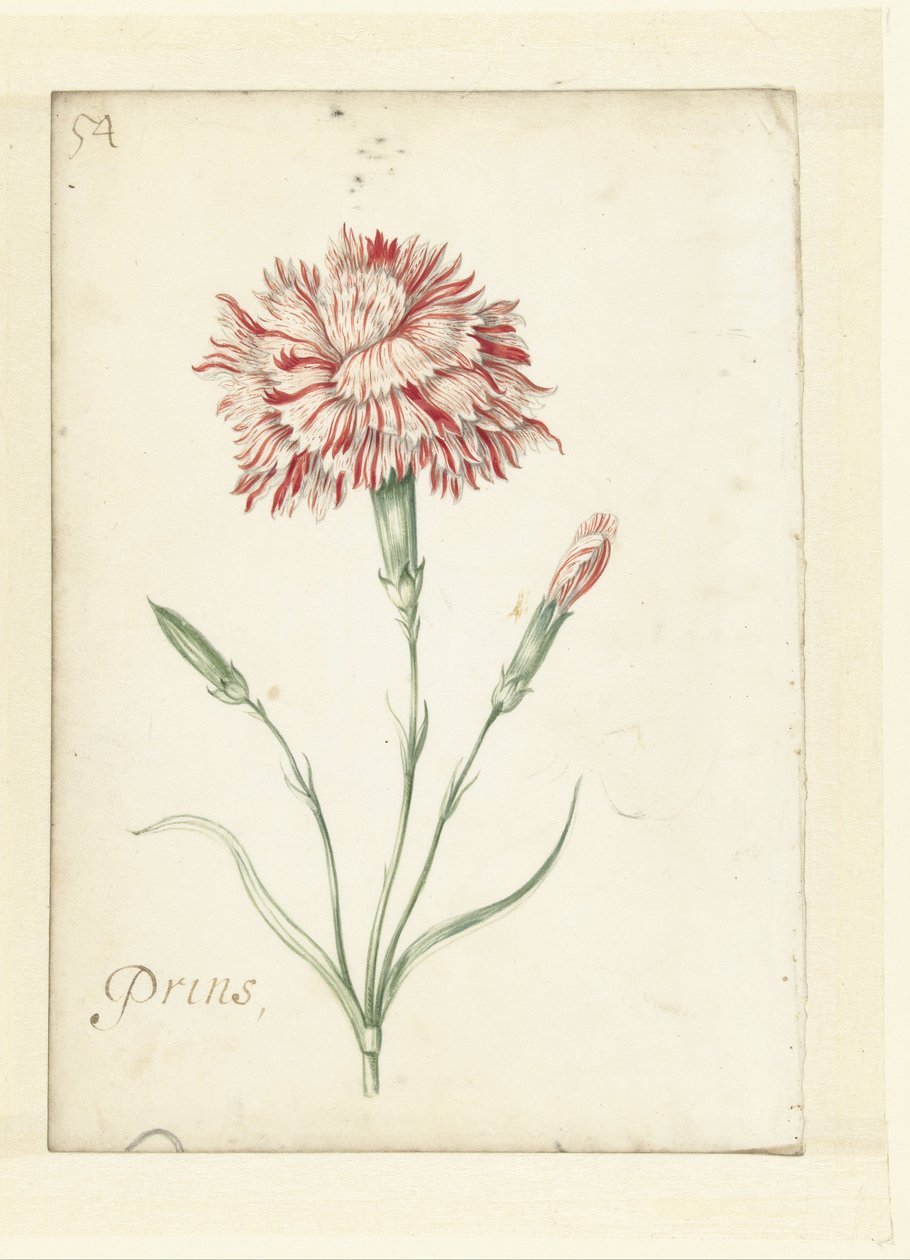 Karanfil by Jacob Marrel (possibly)