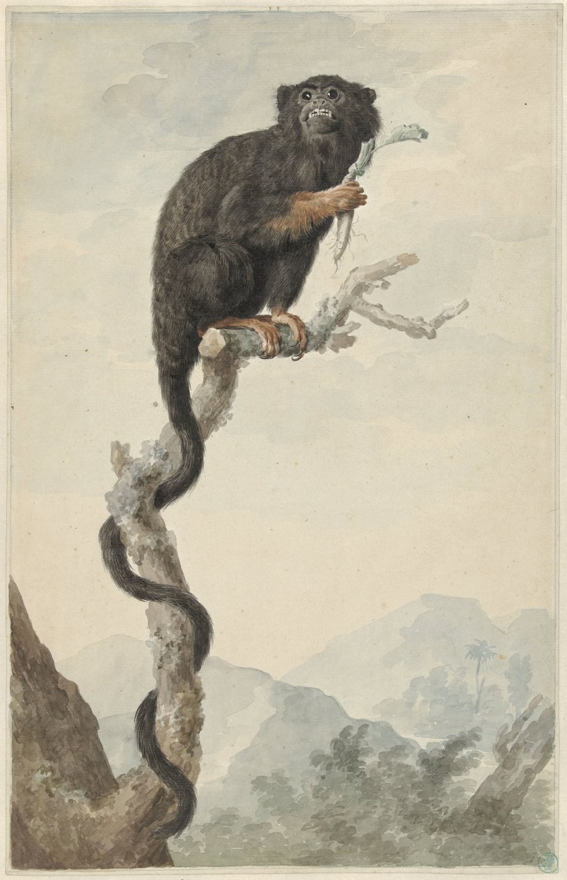 Kırmızı elli bir Tamarin by Jacob Perkois