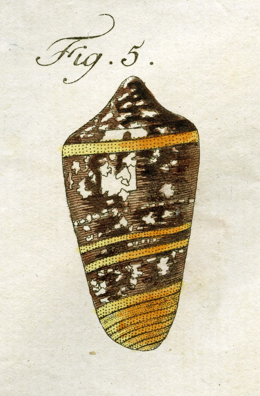 Conus Ammiralis (alt tür Summus) çizimi, 1790 (el renkli gravür) by Jacob Xavier Schmuzer