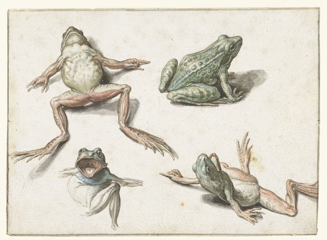 Bir kurbağanın dört çalışması by Jacob de Gheyn (II)