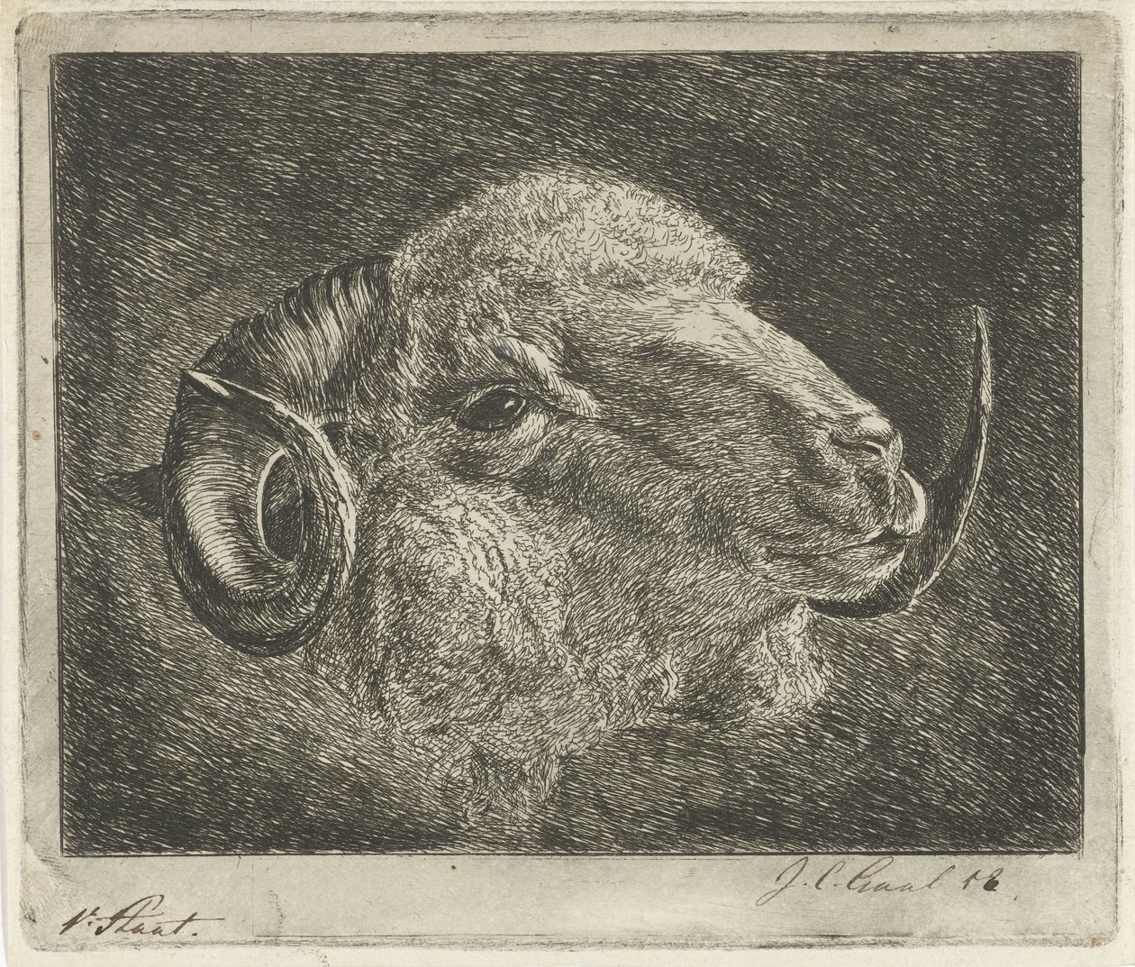 Boynuzlu bir koç başı geri döndü by Jacobus Cornelis Gaal (signed by artist)
