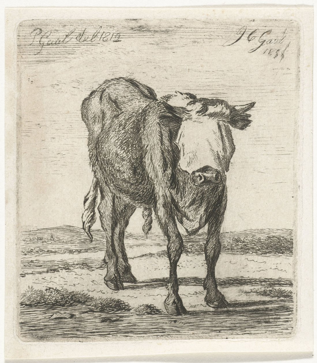 gözleri bağlı boğa by Jacobus Cornelis Gaal