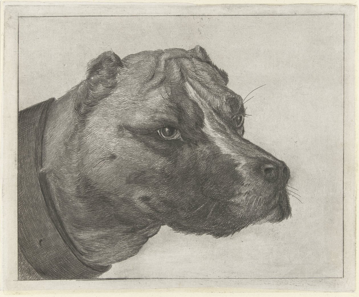 Yakalı köpek kafası by Jacobus Cornelis Gaal