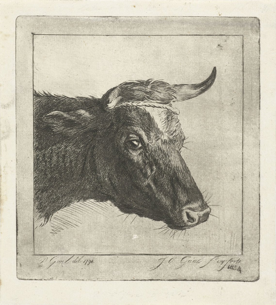 Boynuzlarının etrafında ip olan bir inek başı by Jacobus Cornelis Gaal