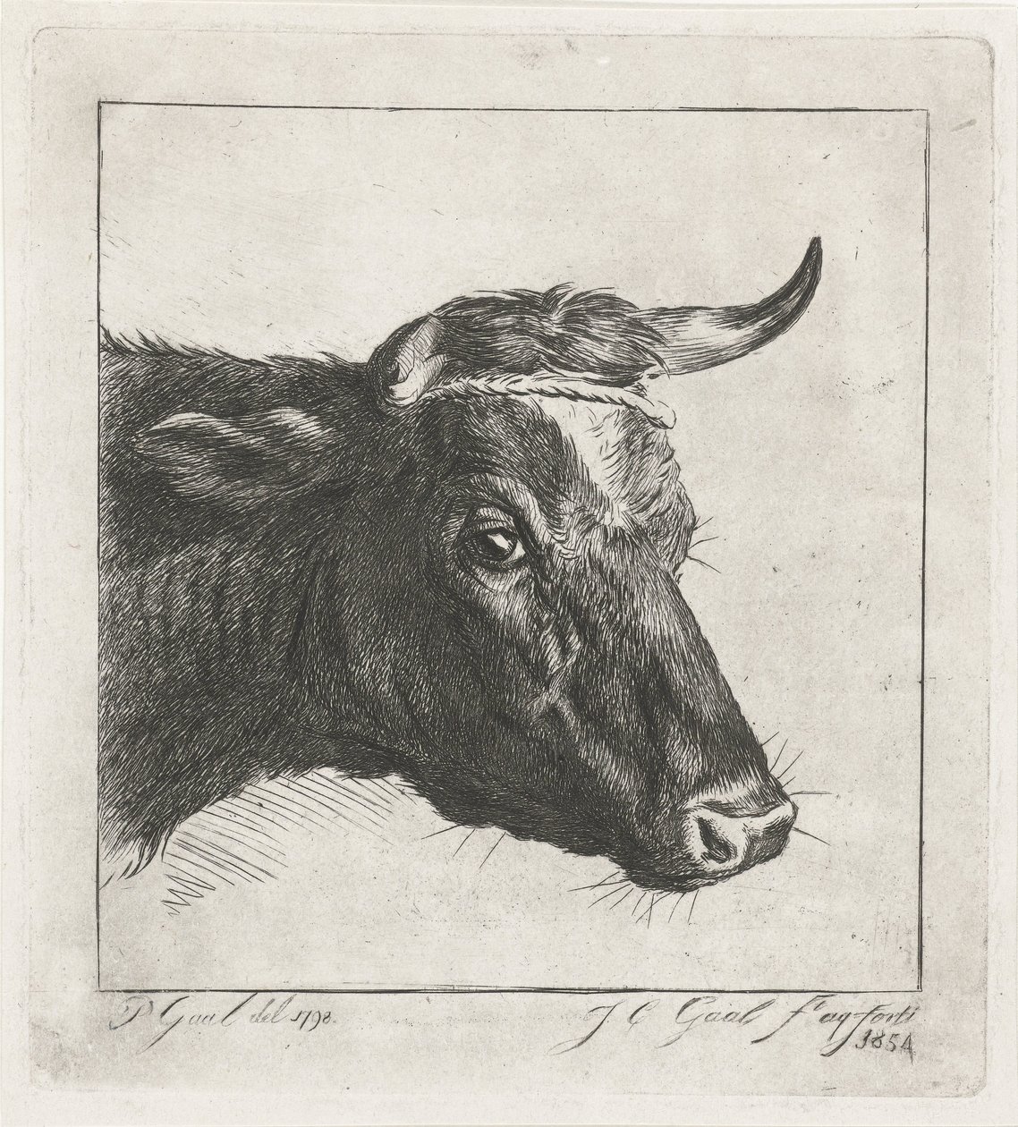 Boynuzlarının etrafında ip olan bir inek başı by Jacobus Cornelis Gaal