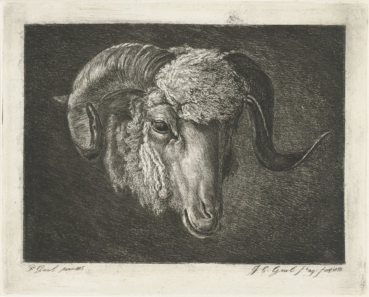 Eğri boynuzlu bir koç başı by Jacobus Cornelis Gaal