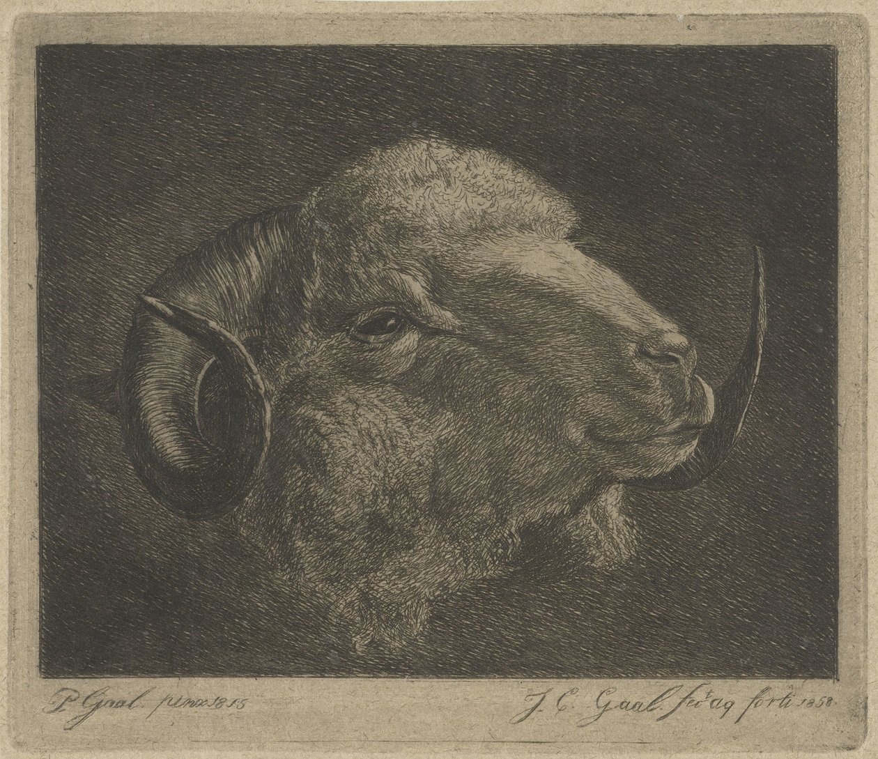 Boynuzlu bir koç başı geri döndü by Jacobus Cornelis Gaal