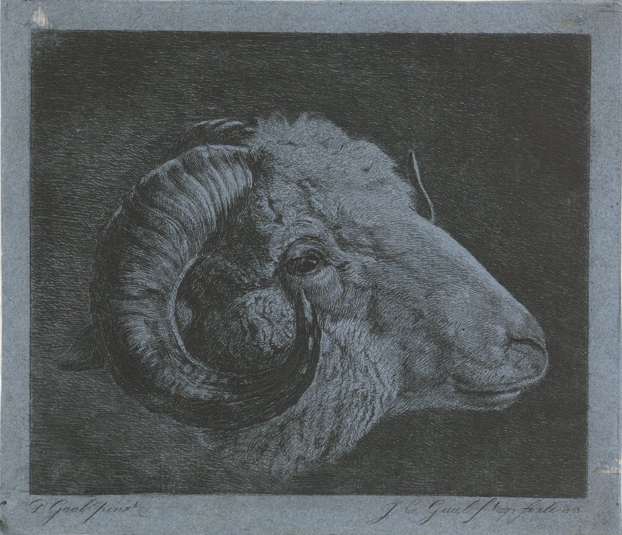 Göze doğru kavisli boynuzlu bir koç başı by Jacobus Cornelis Gaal