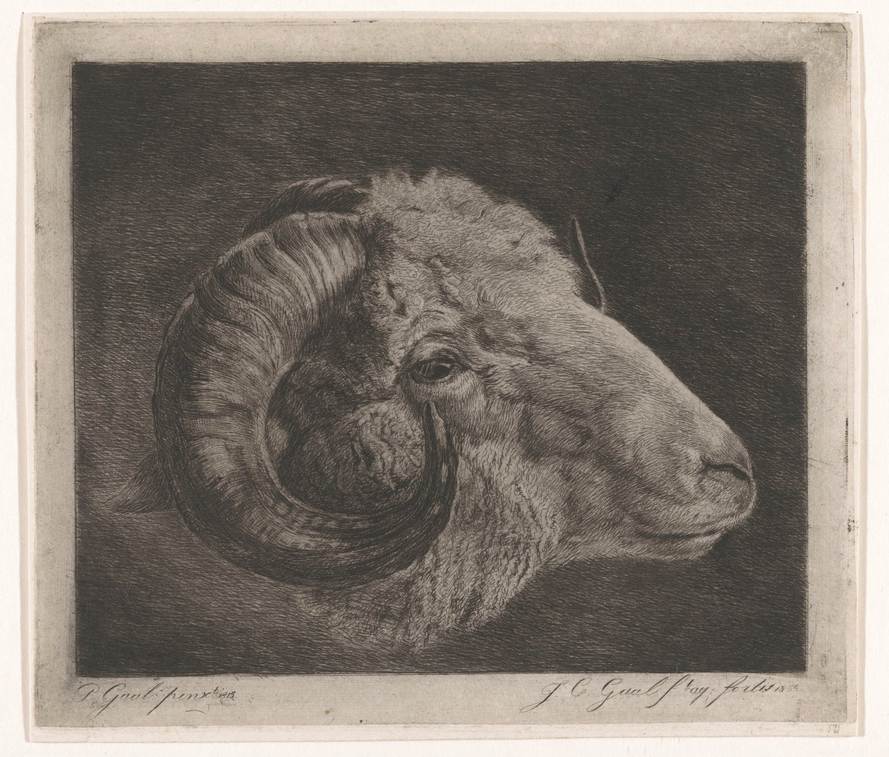 Göze doğru kavisli boynuzlu bir koç başı by Jacobus Cornelis Gaal